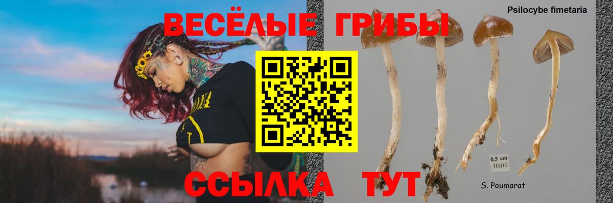 Медногорск  где продают   Вход с VPN  Галлюциногенные грибы мицелий 